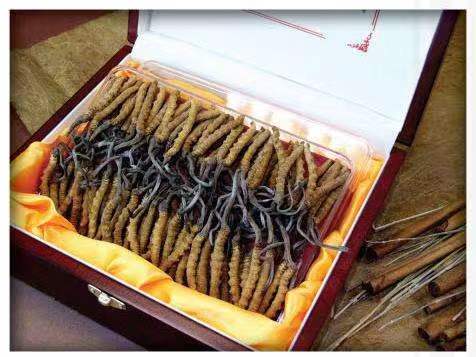 富拉尔基冬虫夏草回收